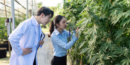 Researching cannabis growth techniques in greenhouse environment insights from expertsの写真素材