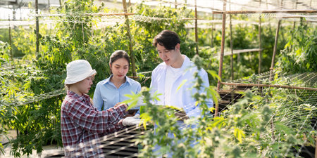 Research on cannabis cultivation techniques greenhouse educational session natural environment close up innovative practicesの写真素材