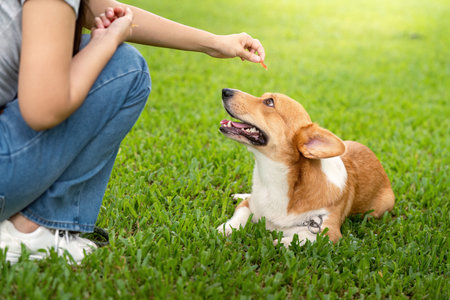 Dog Training and Bonding. Woman teaching her corgi dog to stay with treats in a green park.の写真素材
