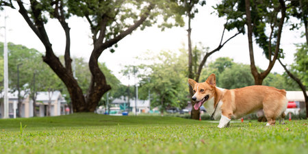 Corgi Running in the Park. Happy corgi enjoying a day outdoors.の写真素材