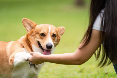 Corgi Dog Smiling with Owner. Joyful corgi enjoying quality time with its owner in the park.の写真素材