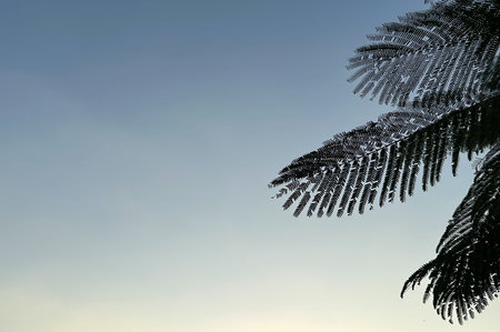 A minimalist sky scene with soft blue gradient tones and delicate silhouette tree leaves entering from the corner, captured during sunset light.の写真素材