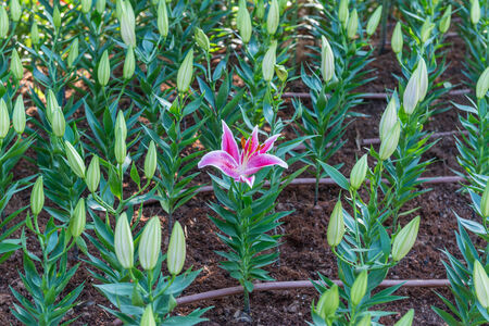 Beautiful pink lily flower gardenの写真素材