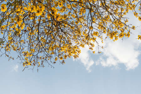 Supanika Flower, Cochlospermum regium, with Blue Skyの写真素材