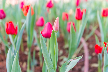 Beautiful tulips field in garden