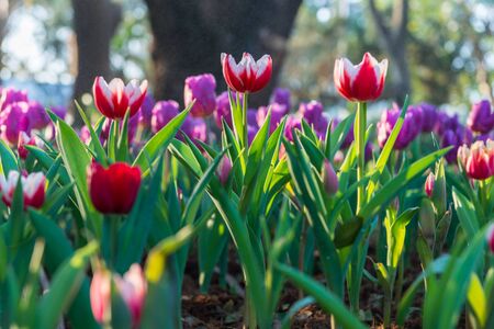 Beautiful tulips field in gardenの写真素材