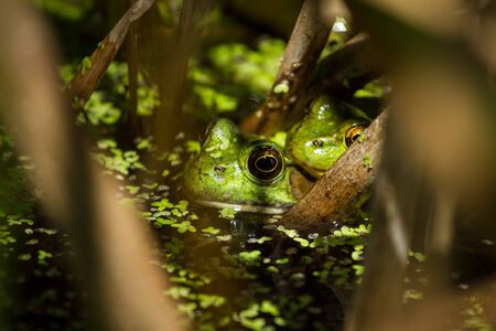 Pair of frogs in the Reedsの写真素材