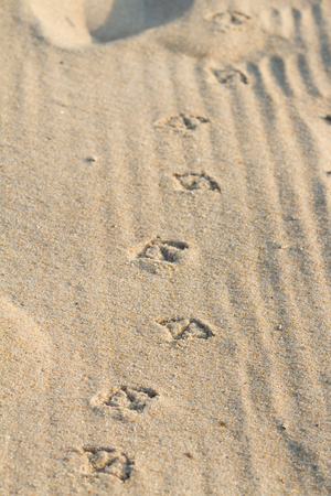 Gull tracks in the sand