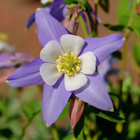 A square crop of a purple and white flowerの写真素材