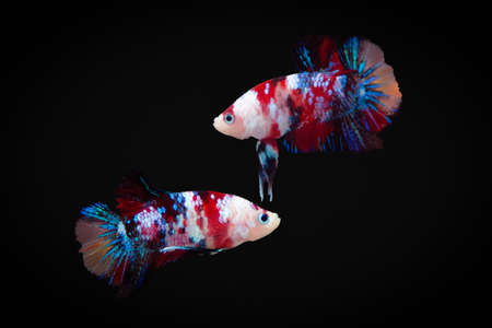 Beautiful betta Fighting fish Siamese Koi Galaxyの写真素材