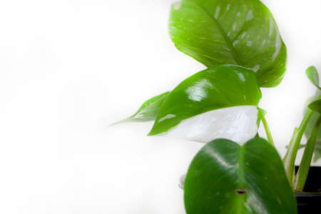 Philodendron White Princess Tree Green in a potの写真素材