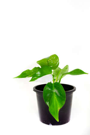 Philodendron White Princess Tree Green in a potの写真素材