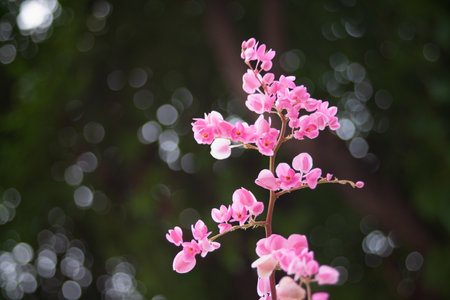 Mexican Creeper Chain Love Plantae Nature Tree