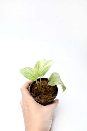 Epipremnum aureum in plant pot white backgroundの写真素材