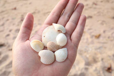 Sea shells in the hands of a child on the beach. Selective focus.の写真素材