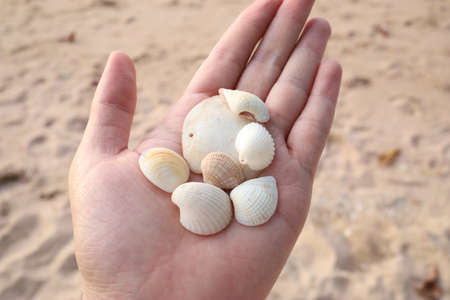 Hand holding seashells on sand background, closeup. Space for text