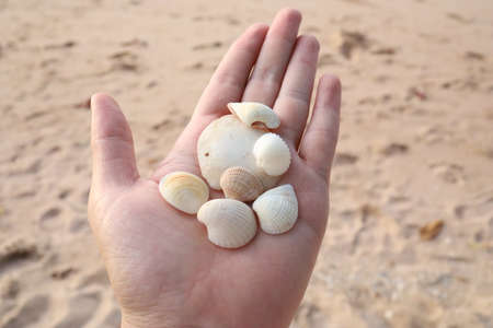 Hand holding seashells on sandy beach, closeup. Space for text
