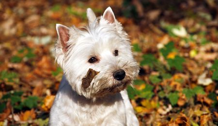 West Highland White Terrier - autumn sceneの写真素材