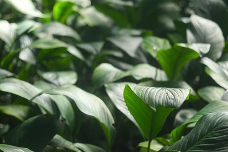 Background close up detail of green leaves