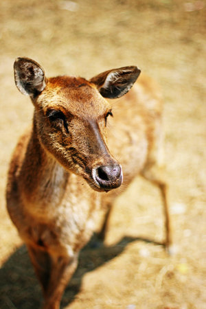 Deer portrait, animal in natureの写真素材