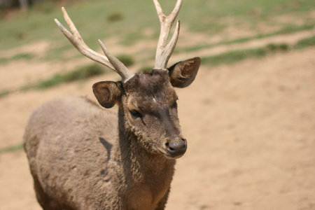 Close up of a male deer with antlers in the zoo.