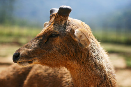 A close up photo of a deer at a tourist spot in the Ciwidey area, West Java, Indonesia. The hot...
