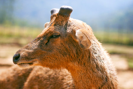 A close up photo of a deer at a tourist spot in the Ciwidey area, West Java, Indonesia. The hot afternoon seemed to make him a little sleepy.の写真素材