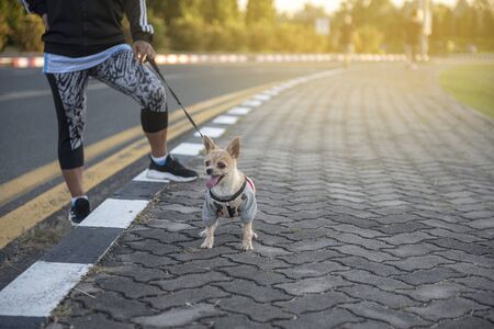 Baby dog walking  exercise with owners for health  concept,  in the evening on the park background,...