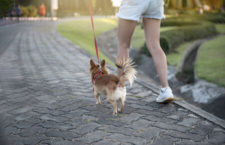 Baby dog walking  exercise with owners for health  concept,  in the evening on the park background,...