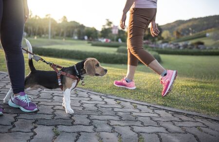 Baby dog walking  exercise with owners for health  concept,  in the evening on the park background,...