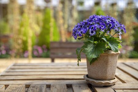 beautiful pansy summer flowers in flowerpots in gardenの写真素材