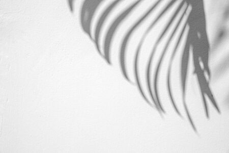 abstract background of shadows palm leaf on a white wall. White and Black.の写真素材