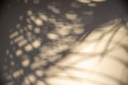 Abstract shadows. Leaf and tree sun soft on wall  and white blurred. Light natural concrete texture...