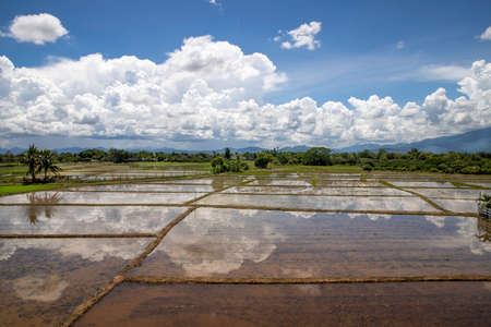 Water in rice field with cloud sky in countryside, Chiang Mai province, Thailandの写真素材
