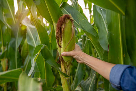 Fresh ripe corns in farmer's hands. Handful of corn cobs in the hands. Gardening season. Organic...