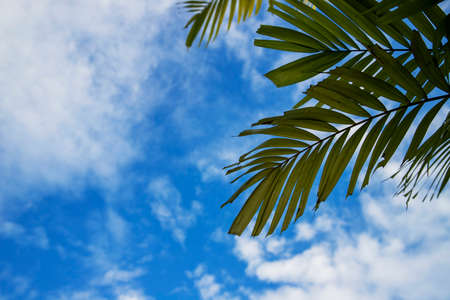 Closeup on green palm tree leaf on blue sky backgroundの写真素材