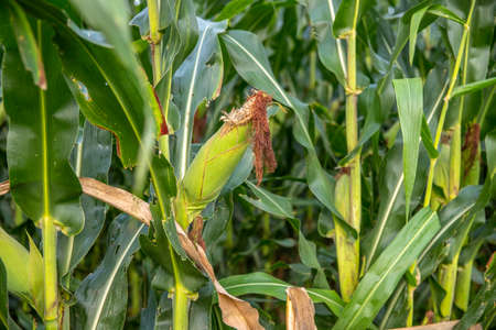 corn field on crop plant for harvesting. nature conceptの写真素材