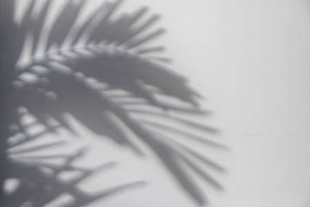 The shadow of the palm tree leaves on the wall.. texture background