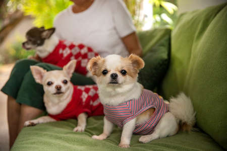 My pretty Chihuahua smooth coat dog wear the red cloth on the sofa with owner and she looking the cameraの写真素材