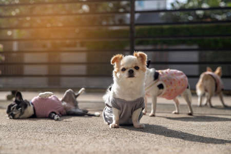 Group of little Chihuahua dogs sunbathe on ground in morning autumn. relax concept