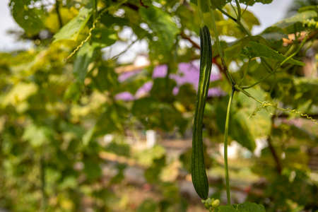 The zucchini fruit on the tree in the garden.