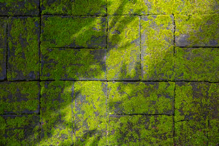 shadow of leaf on Green moss on covered brick floor . nature background