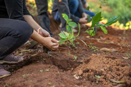 Close up Woman's hands holding a seedling to plant in the ground. The concept of growing plants in nature.の写真素材