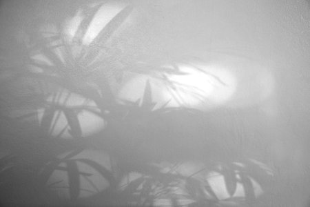 Abstract leaves shadow background. Natural leaves tree branch shadows and sunlight dappled on white concrete wall texture in garden for background and wallpaperの写真素材