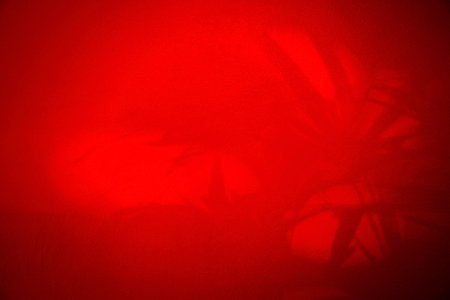 nature border and blured shadow leaf tree on red cement wall background. abstract concept