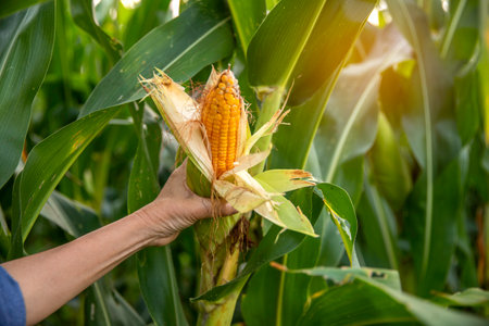 Corn cob in farmer hands while working on agricultural field, closeupの写真素材