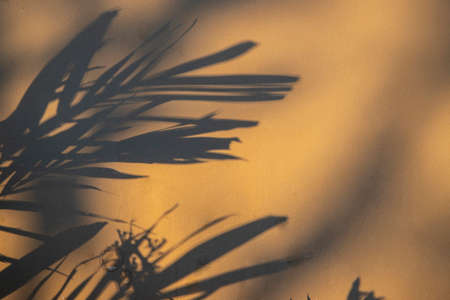 Shadow of the leaves on cement wall background with copy space for your text,