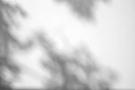 bstract gray shadow background of natural leaves tree branch falling on white wall texture for...