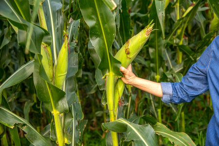 Picking a  corn from the maize plant - A woman plucks corn from the field, close-up on the hand. nature conceptの写真素材