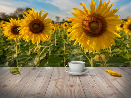 Hot coffee with sunflower field on background in morning. relaxation conceptの写真素材